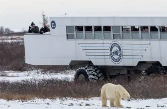 CLASSIC CHURCHILL Polar Adventure
